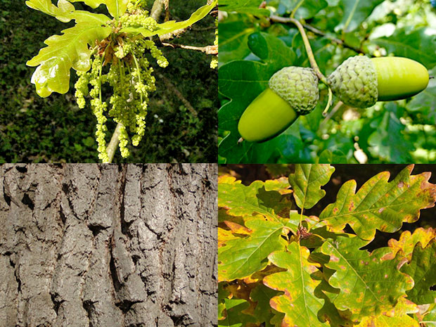 Dub letný/zimný (Quercus robur/petraea)
