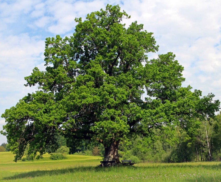 Dub letný/zimný (Quercus robur/petraea)