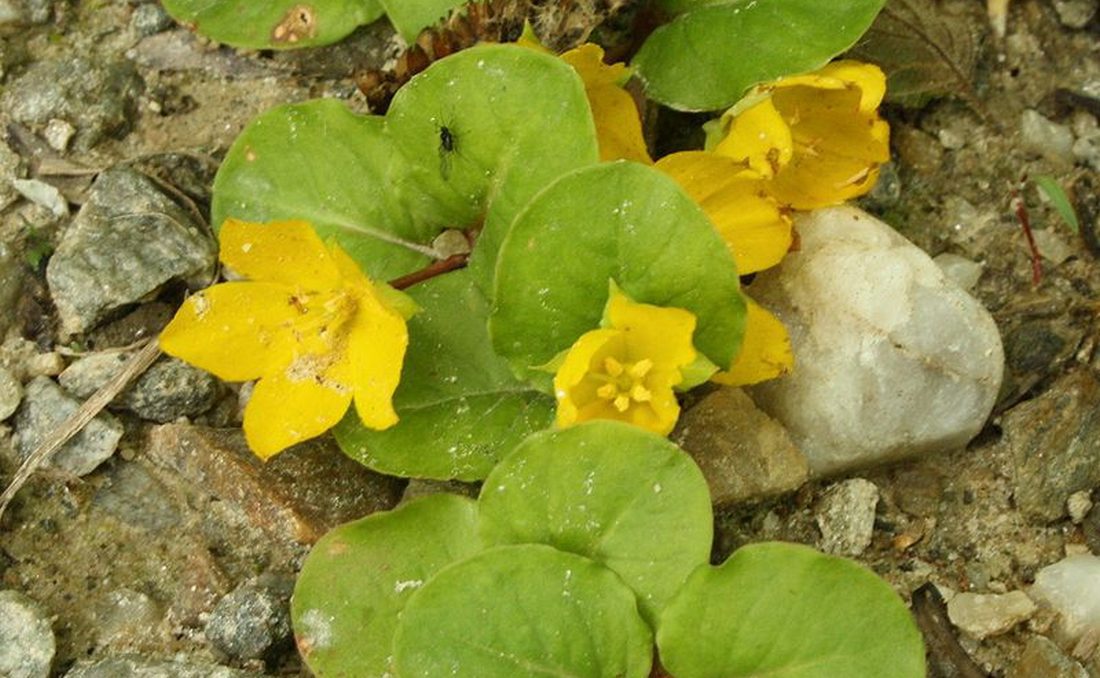 Vrbina peniažková (Lysimachia nummularia)