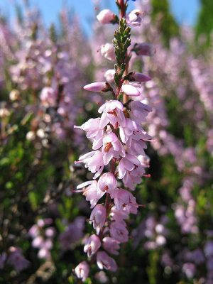 Vres obyčajný (Calluna vulgaris)