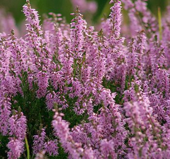 Vres obyčajný (Calluna vulgaris)
