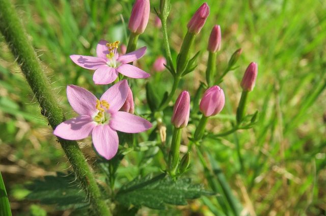 Zemepas menší (Centaurium erythraea)