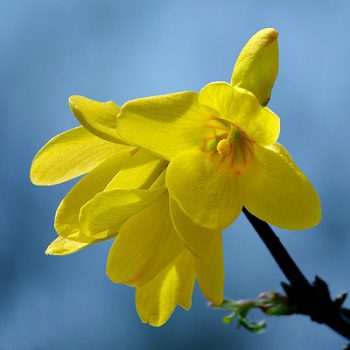 Zlatica previsnutá (Forsythia suspensa)
