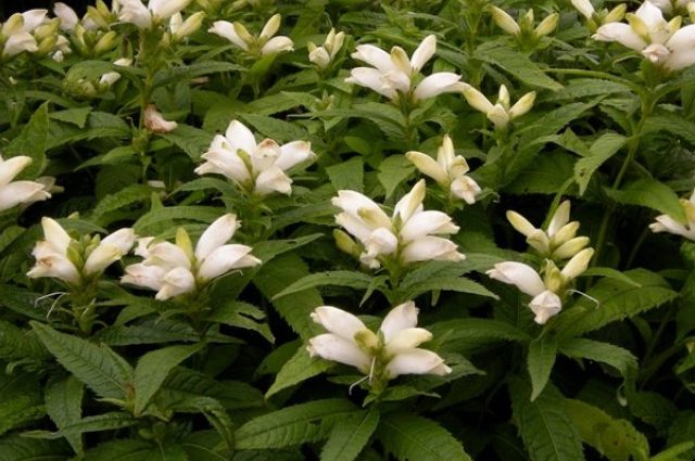 Želonica lysá (Galeopsis ladanum)
