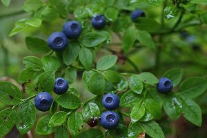 Čučoriedka obyčajná (Vaccinium myrtillus)