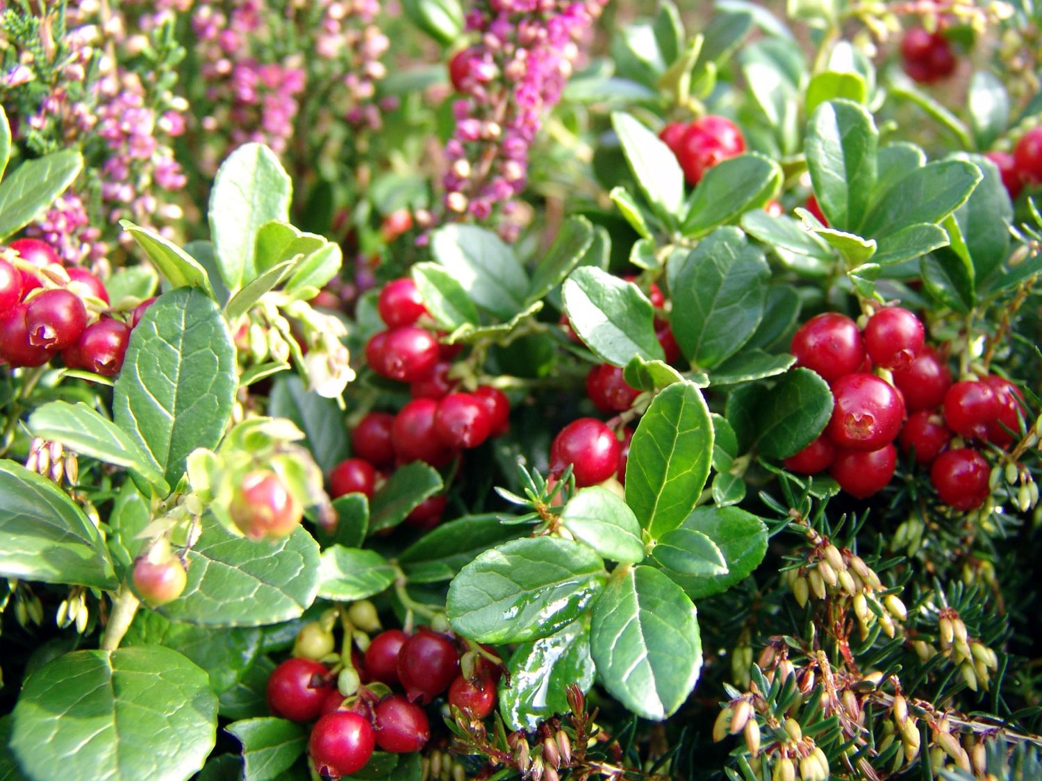 Čučoriedka brusnica (Vaccinium vitis‑idaea)