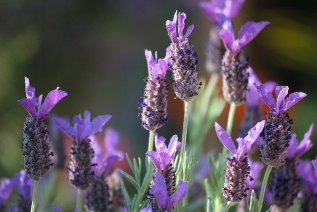 Levanduľa pravá (Lavandula angustifolia)