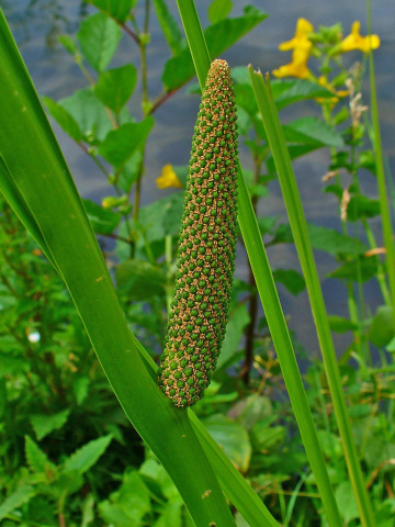 Puškvorec obyčajný (Acorus calamus)