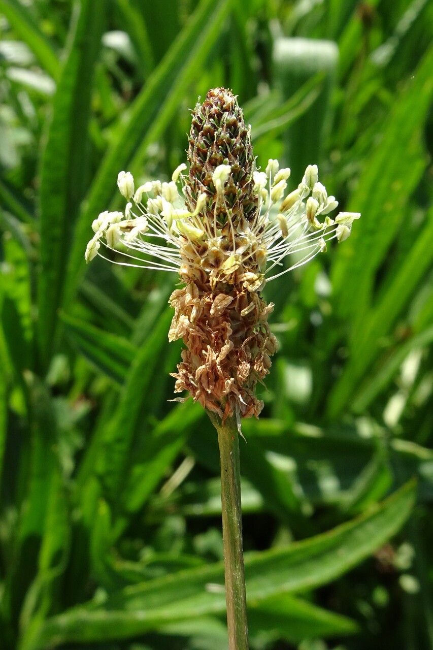 Skorocel kopijovitý (Plantago lanceolata)