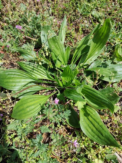 Skorocel kopijovitý (Plantago lanceolata)