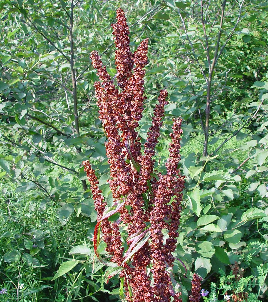 Štiav kučeravý (Rumex crispus)