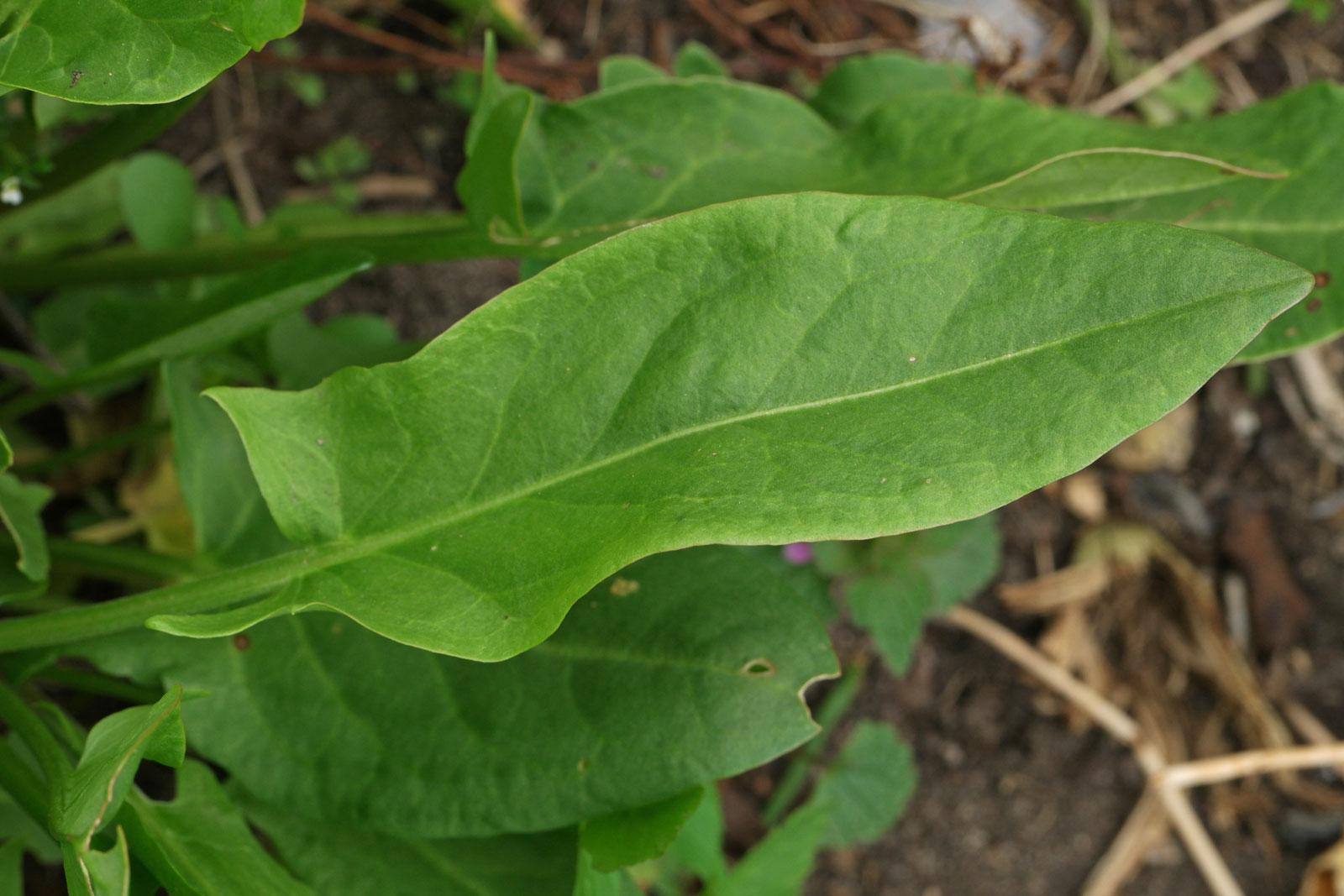 Šťovík kyslý (Rumex acetosa)