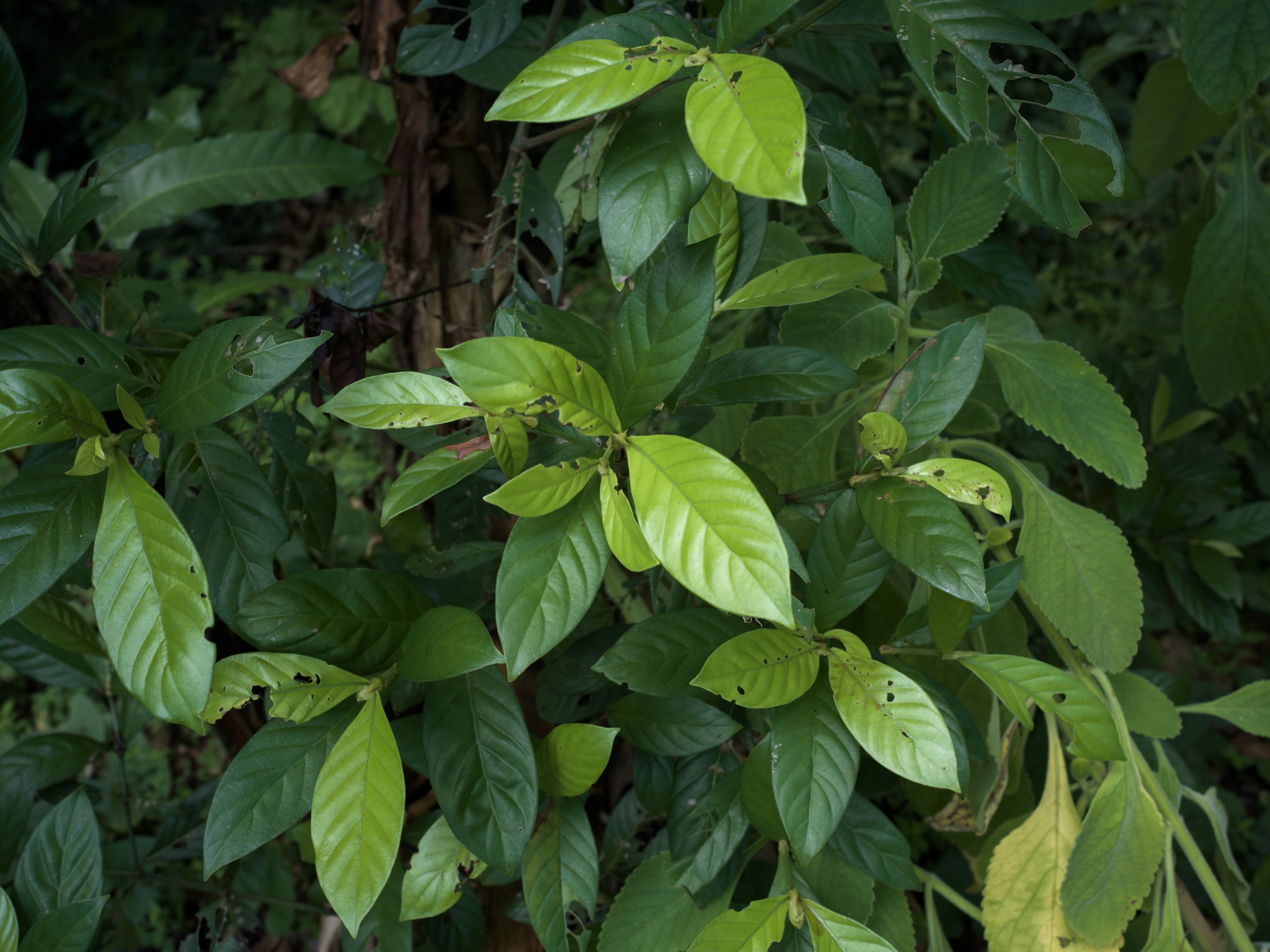 Ayahuasca