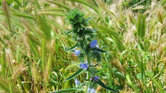 Hadinec obyčajný (Echium vulgare)