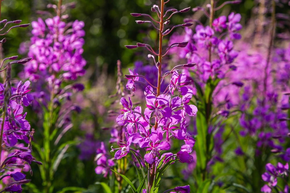 Vrbovka malokvetá (Epilobium parviflorum)