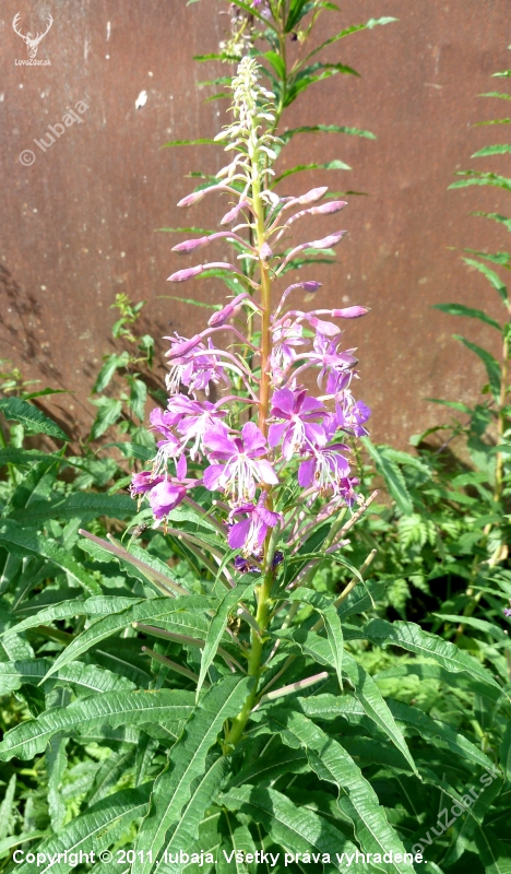 Vrbovka úzkolistá (Chamerion angustifolium)