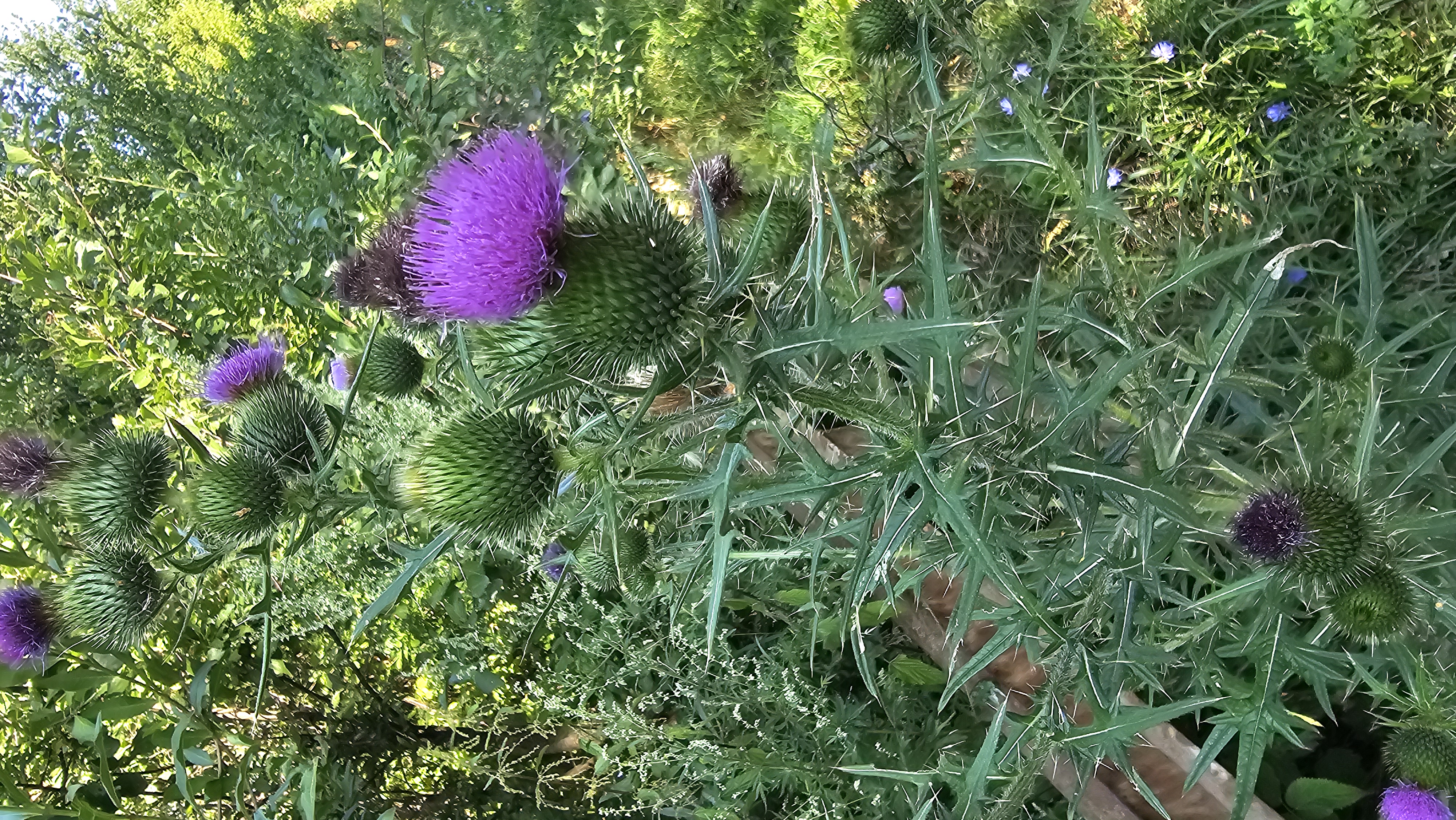 Pichliač obyčajný (Cirsium vulgare)
