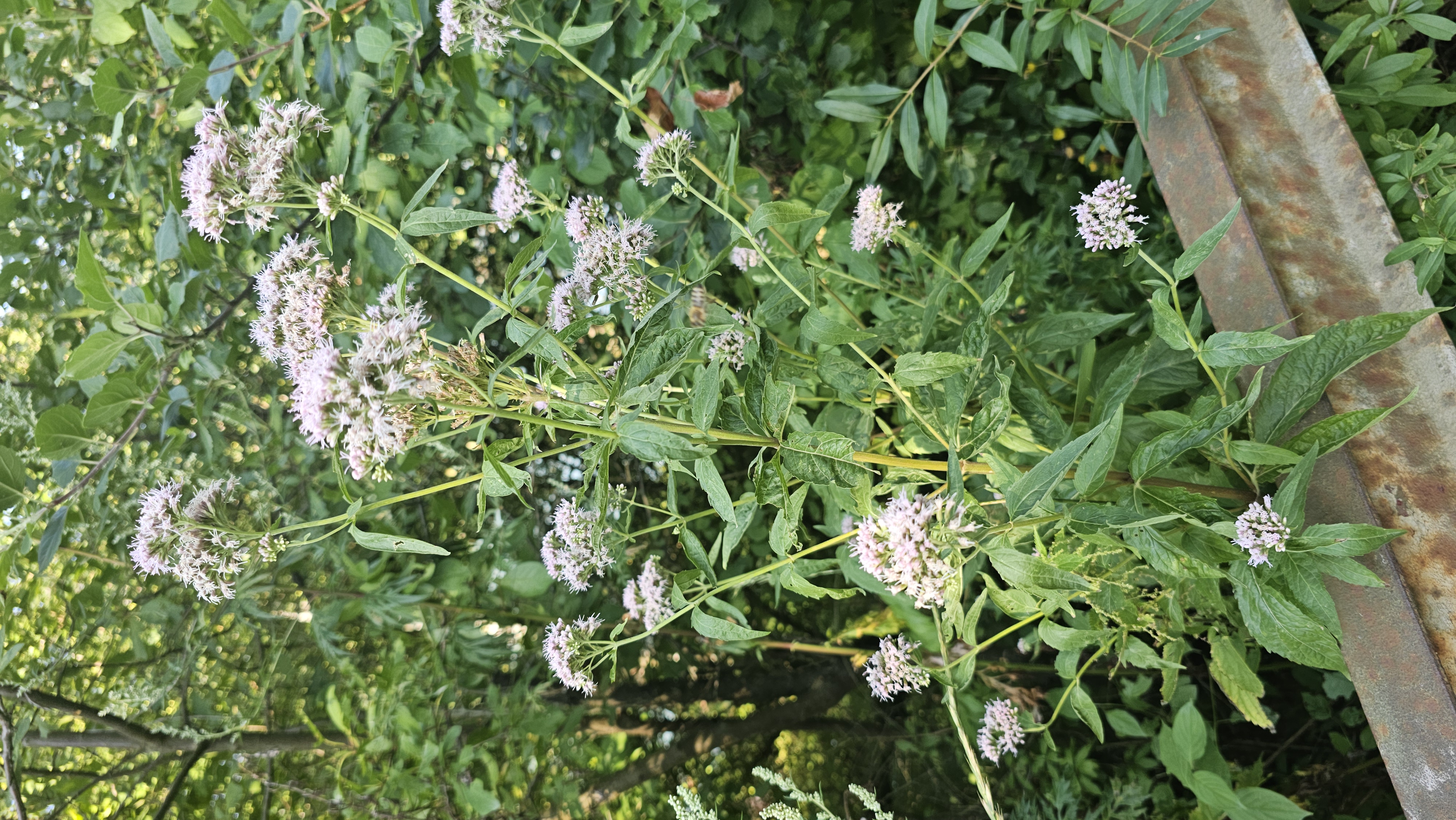Konopáč obyčajný (Eupatorium cannabinum)