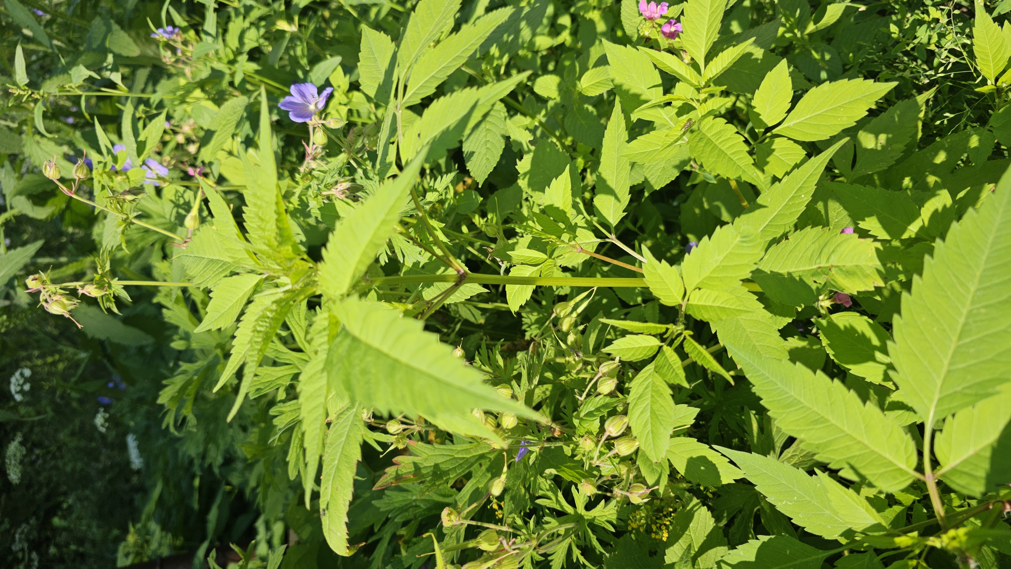 Dvojzub listnatý (Bidens tripartita)