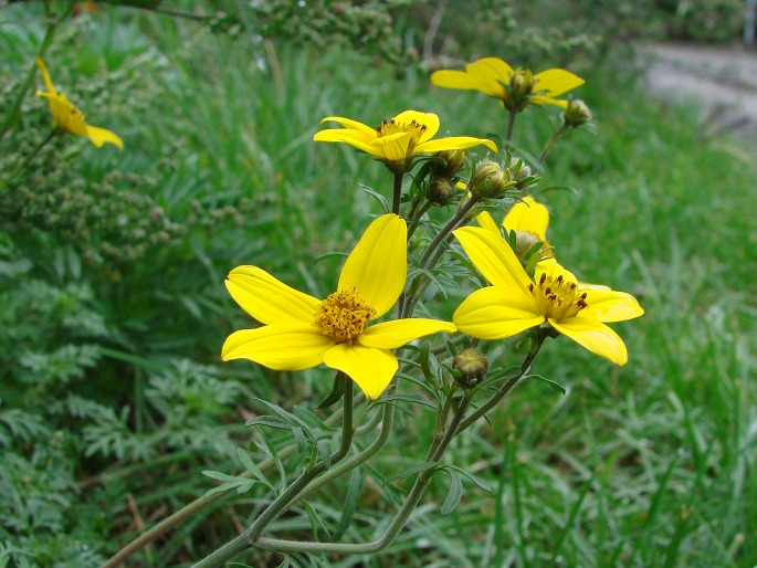 Dvojzub listnatý (Bidens tripartita)