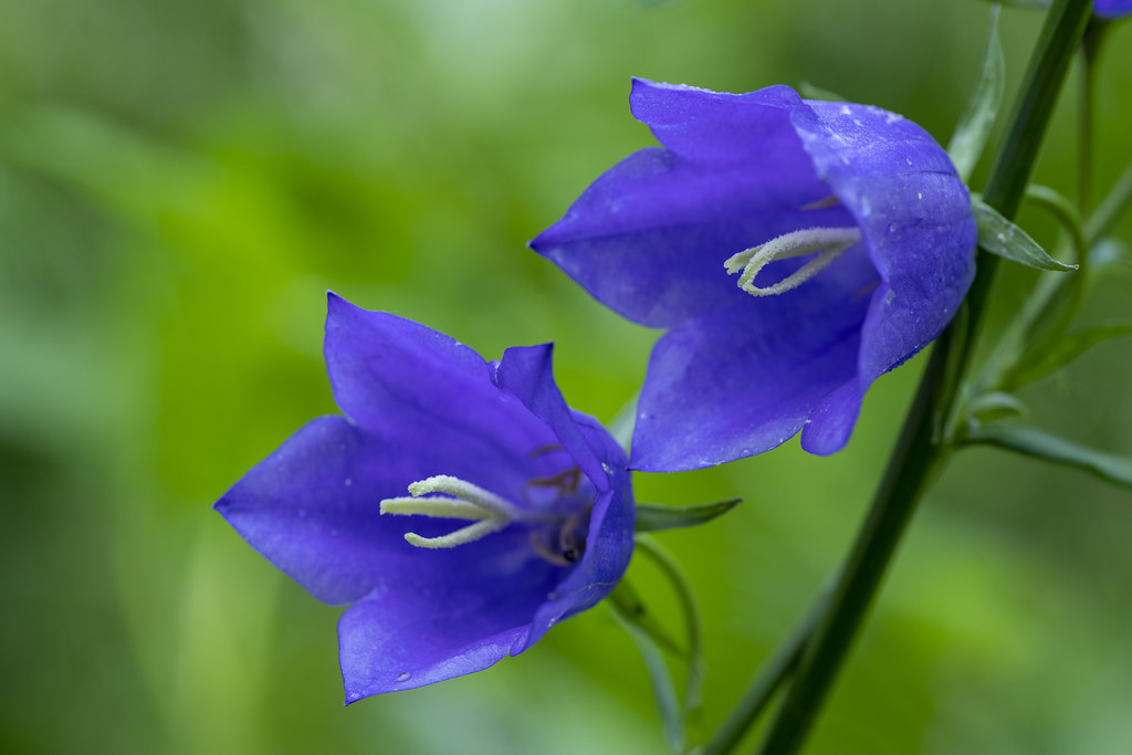 Zvonček karpatský (Campanula carpatica)