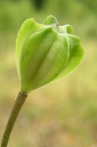 Ľalia zlatohlavá (Lilium martagon)