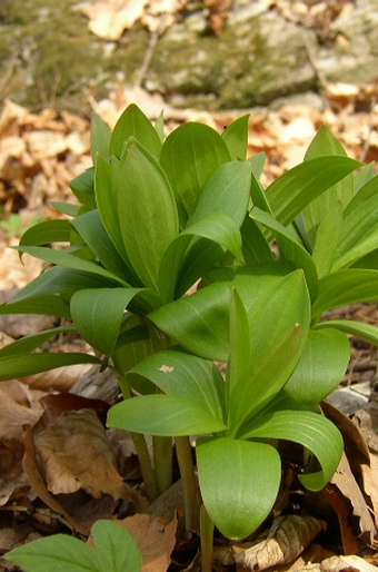 Ľalia zlatohlavá (Lilium martagon)