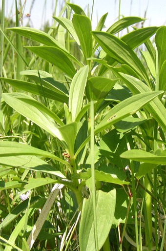 Ľalia zlatohlavá (Lilium martagon)
