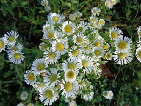 Turica kanadská (Erigeron canadensis)