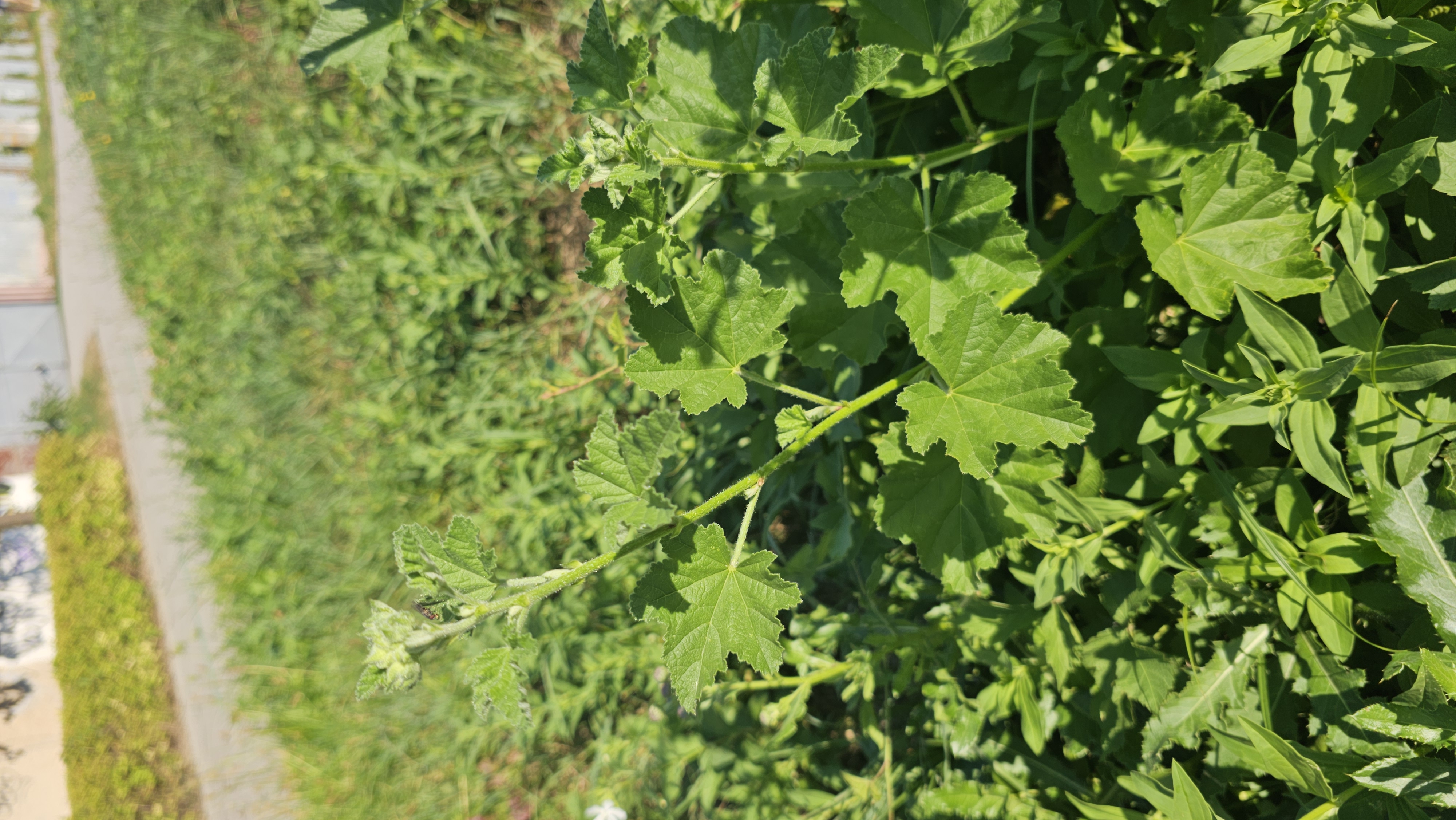 Slez nebadaný (Malva neglecta)