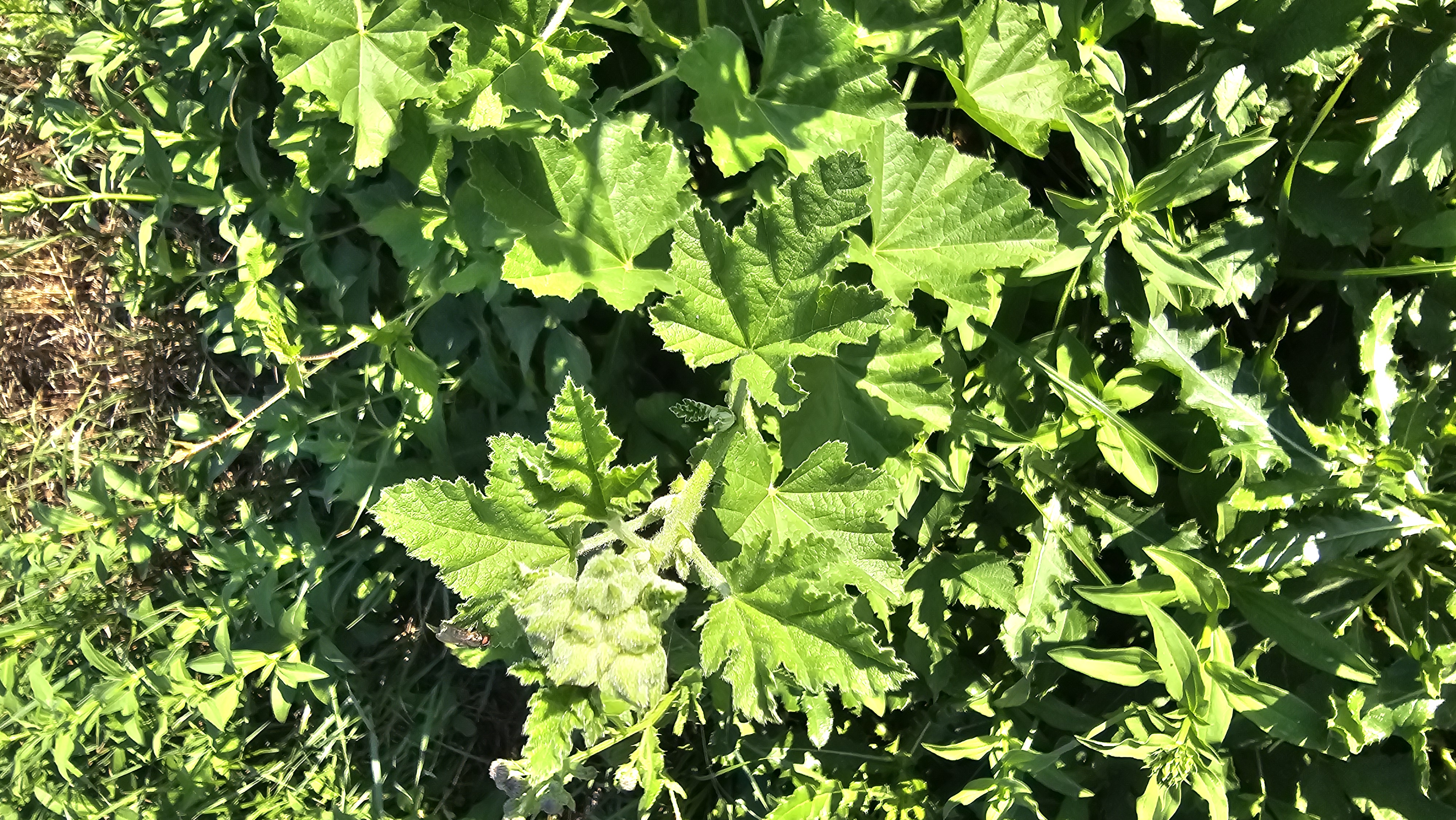 Slez nebadaný (Malva neglecta)