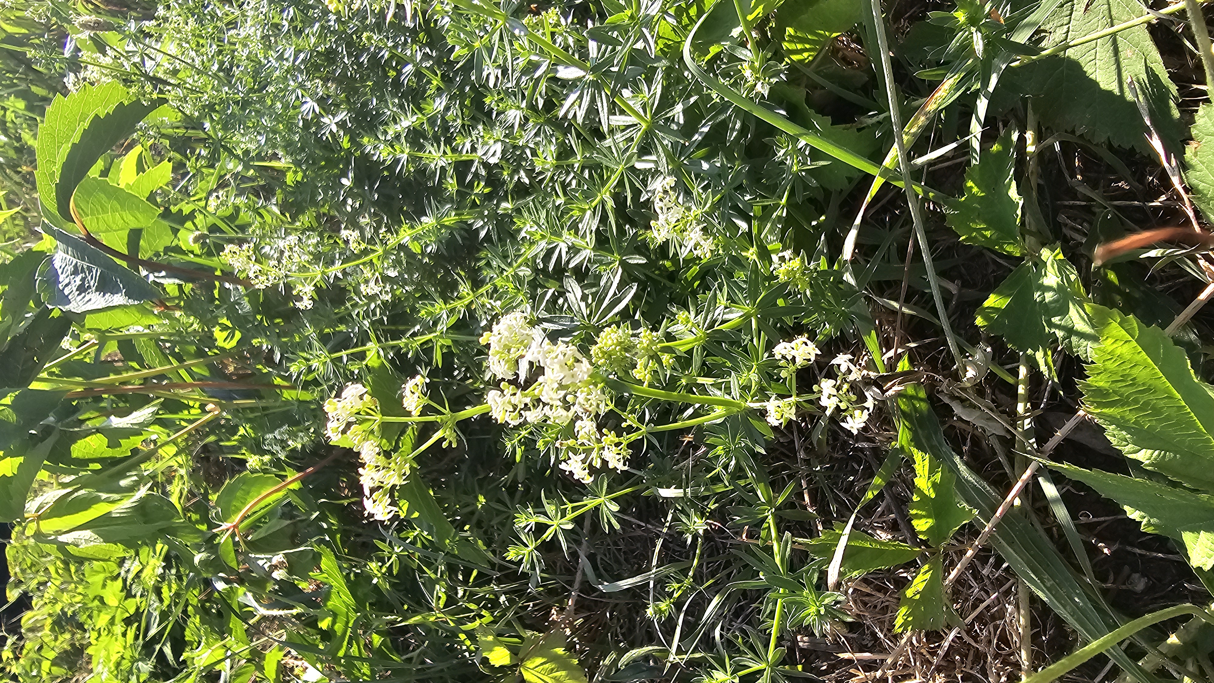 Lipkavec mäkký (Galium mollugo)