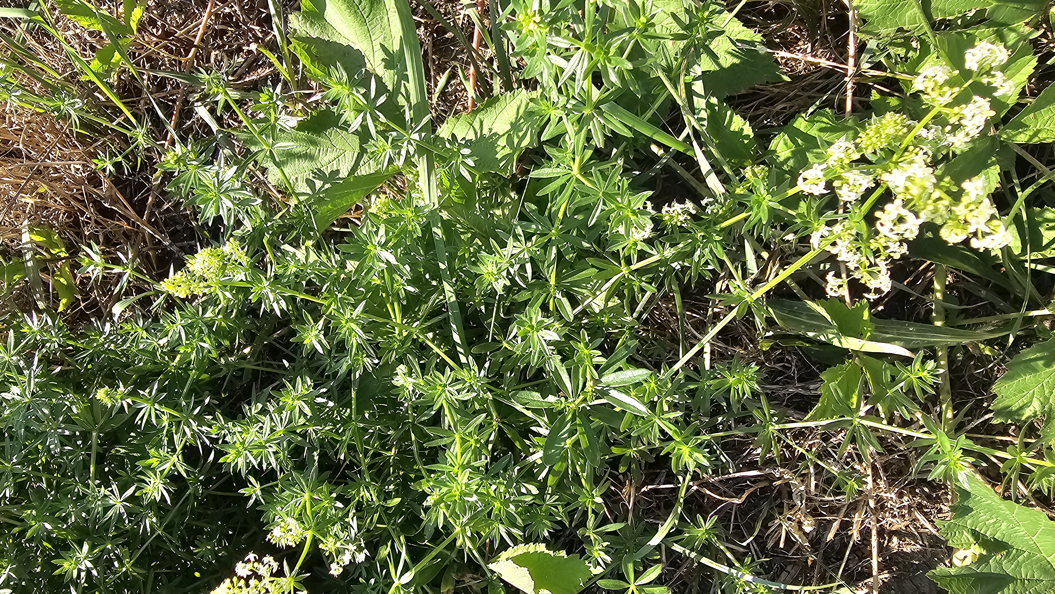 Lipkavec mäkký (Galium mollugo)