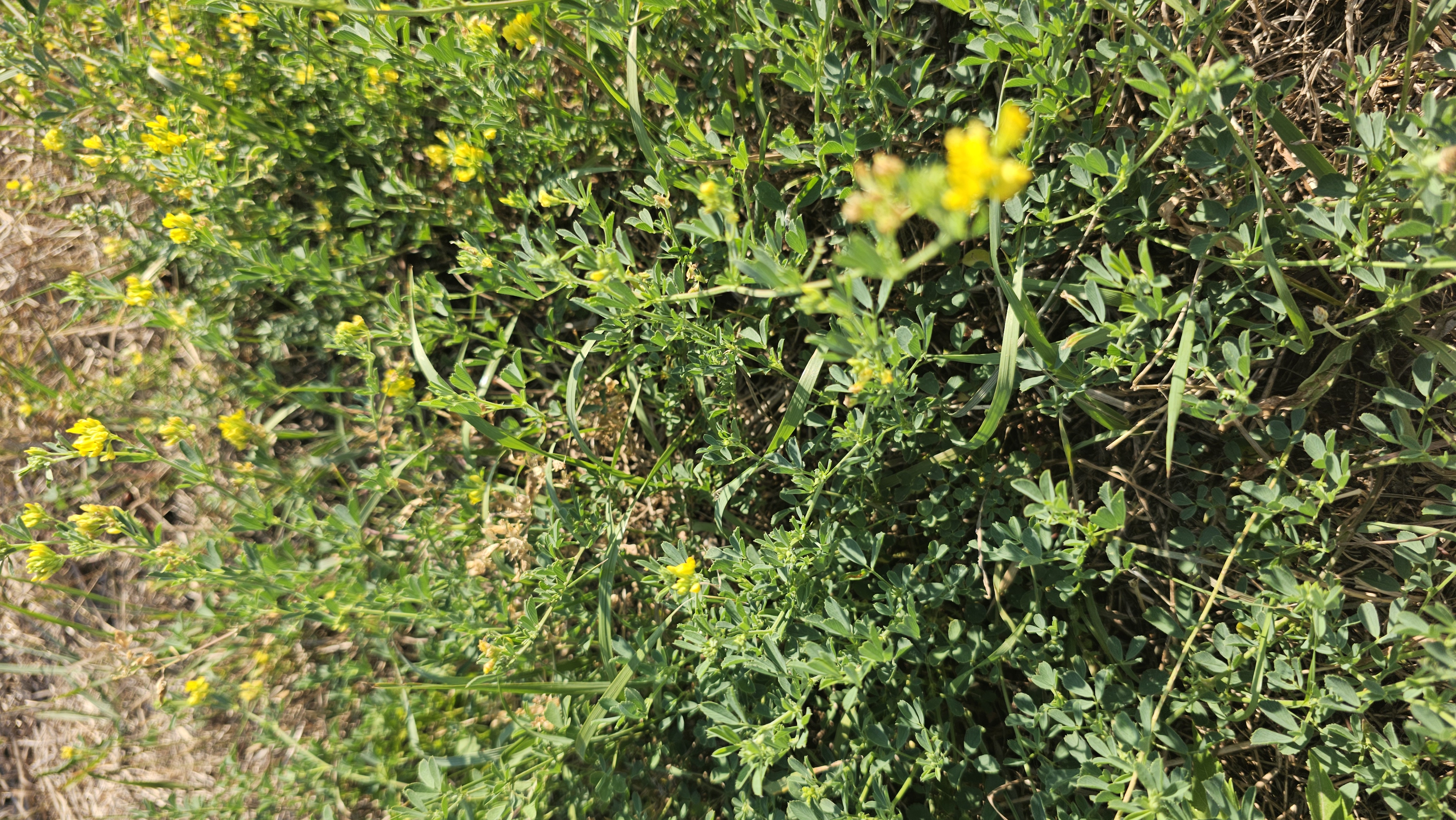 Lucerna ďatelinová (Medicago lupulina)