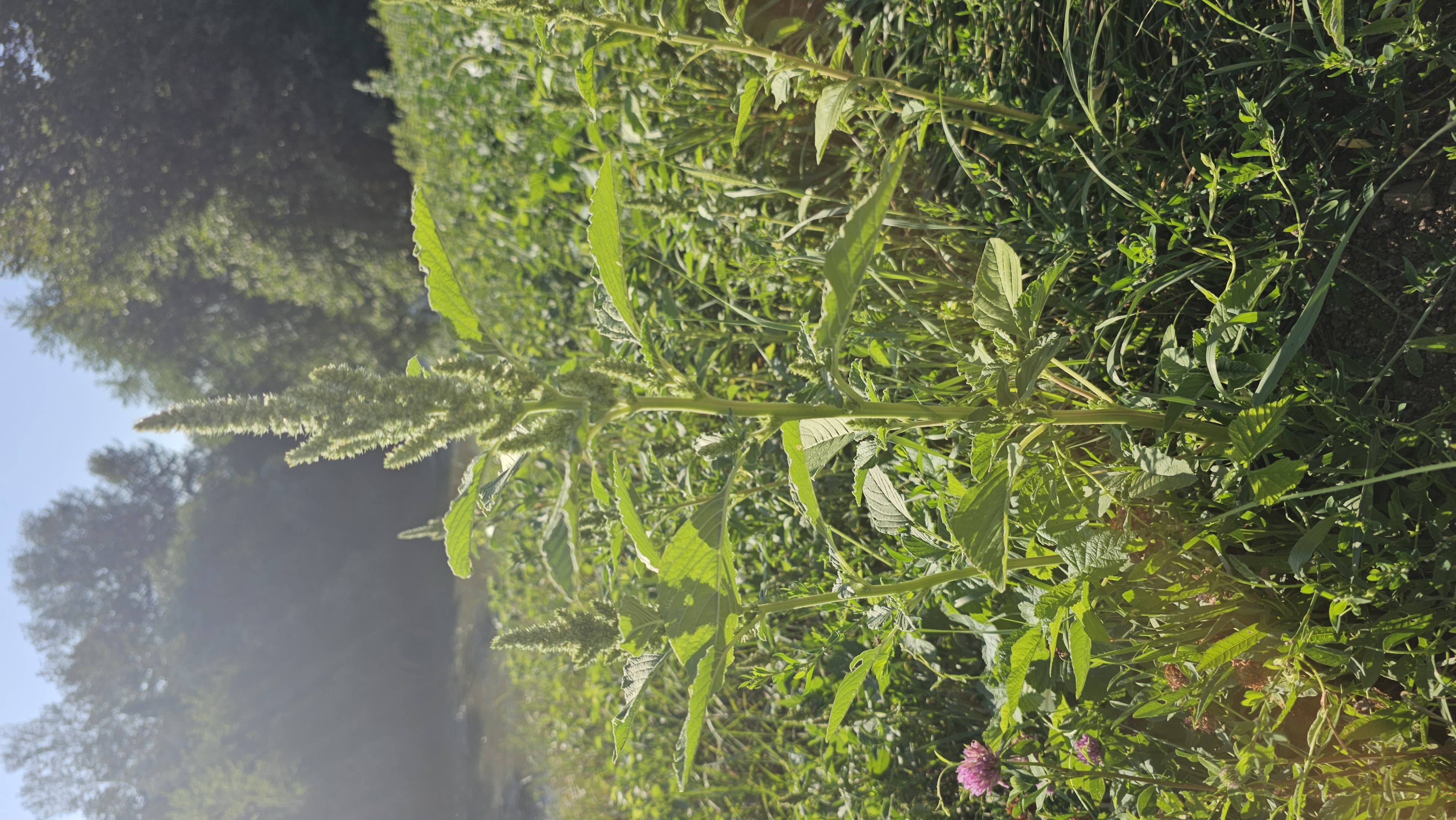 Láskavec (Amaranthus retroflexus / Amaranthus spp.)