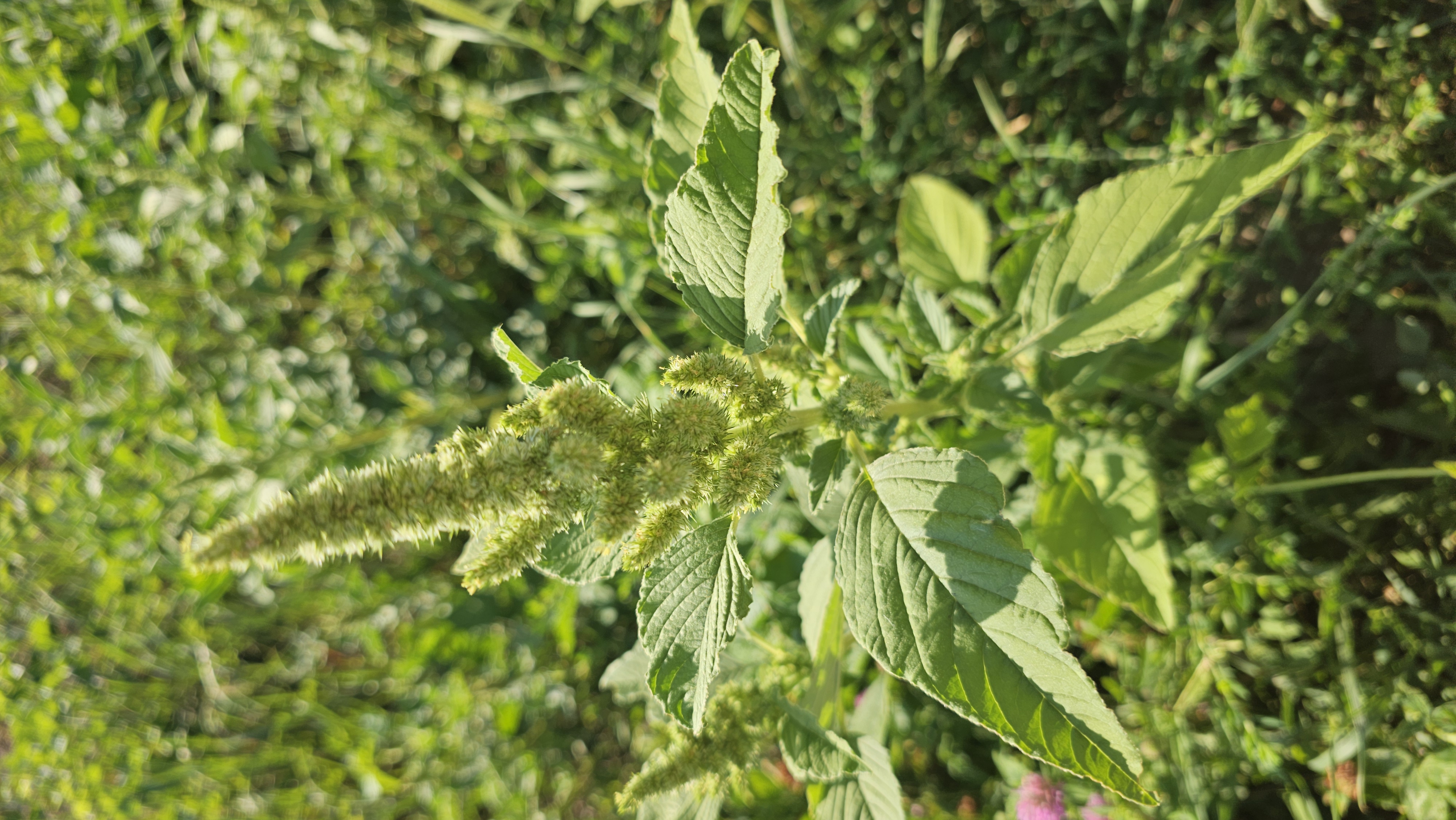 Láskavec (Amaranthus retroflexus / Amaranthus spp.)