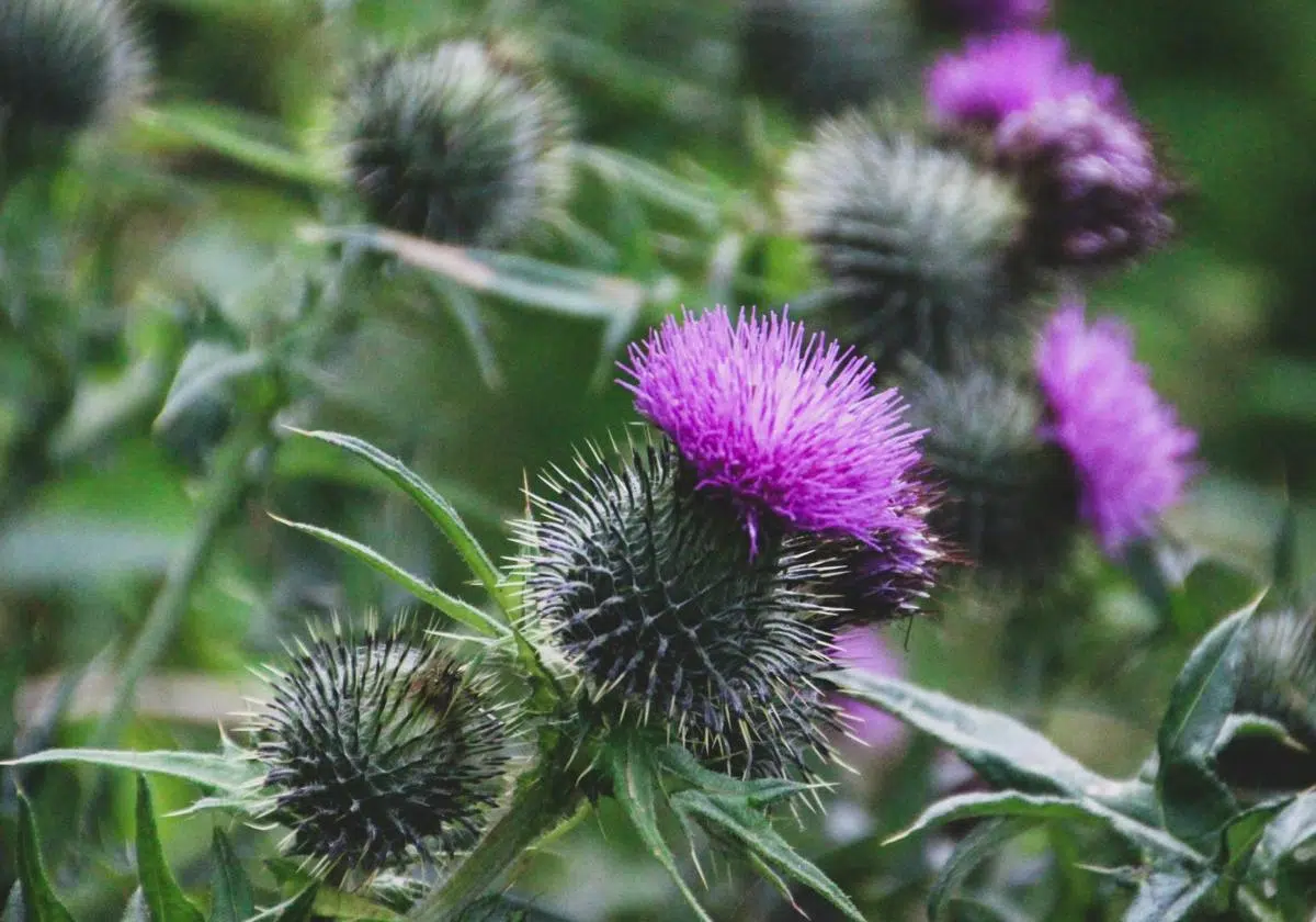 Kotúč poľný (Eryngium campestre)