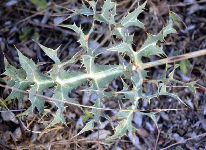 Kotúč poľný (Eryngium campestre)