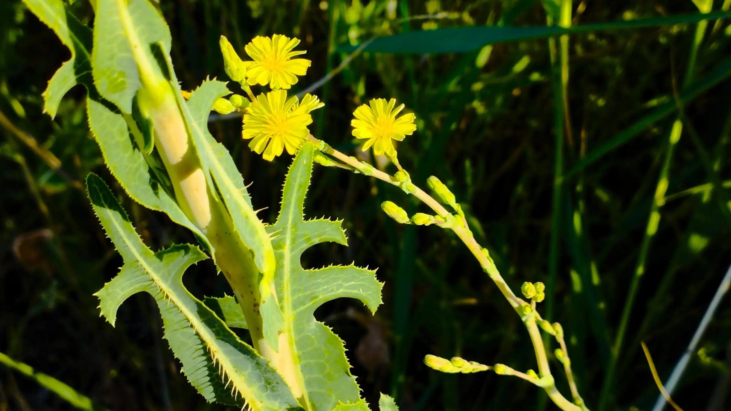 Divoký šalát (Lactuca serriola)