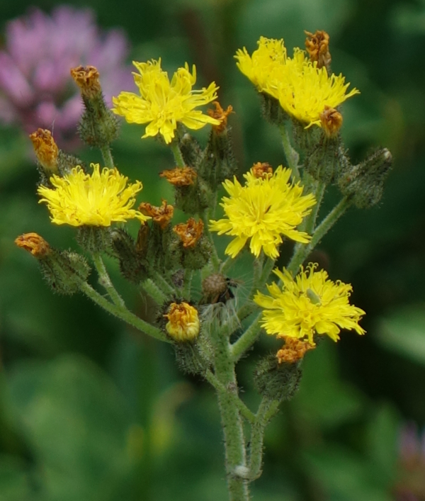 Divoký šalát (Lactuca serriola)