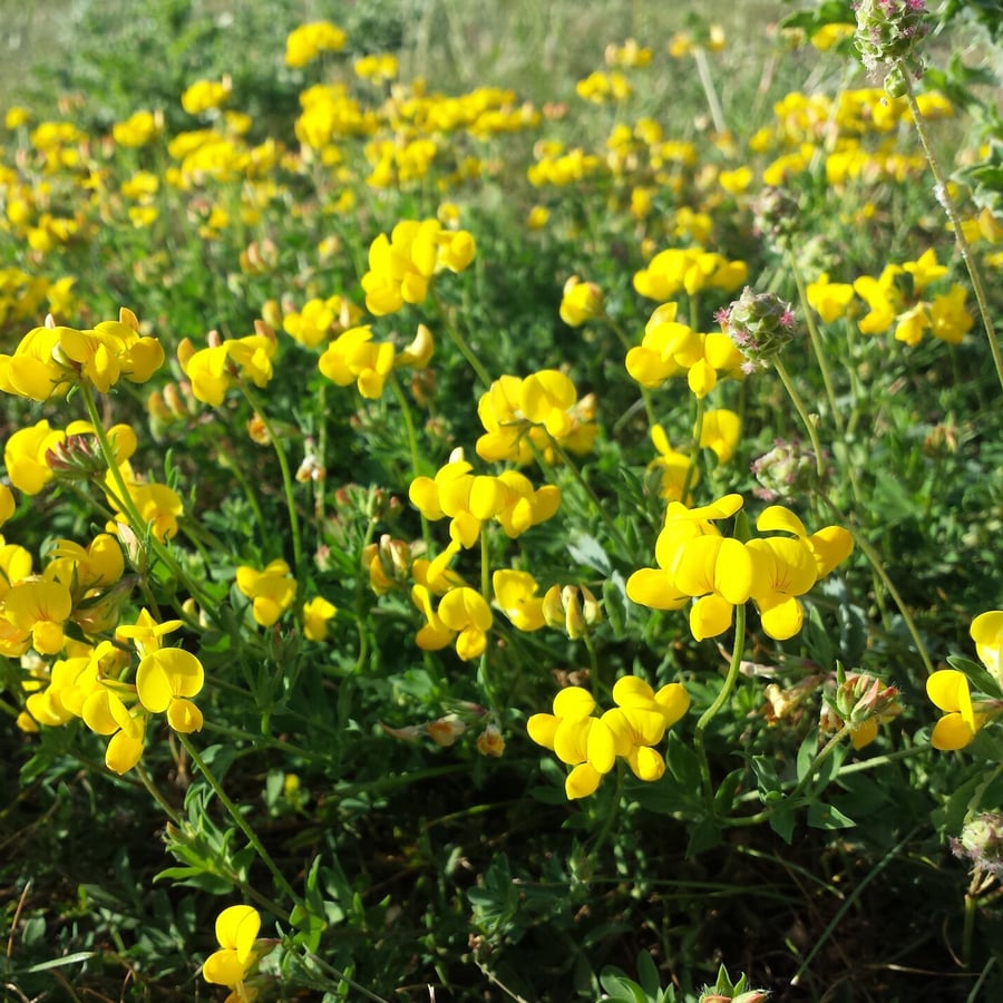 Ľuľok rohatý (Lotus corniculatus)
