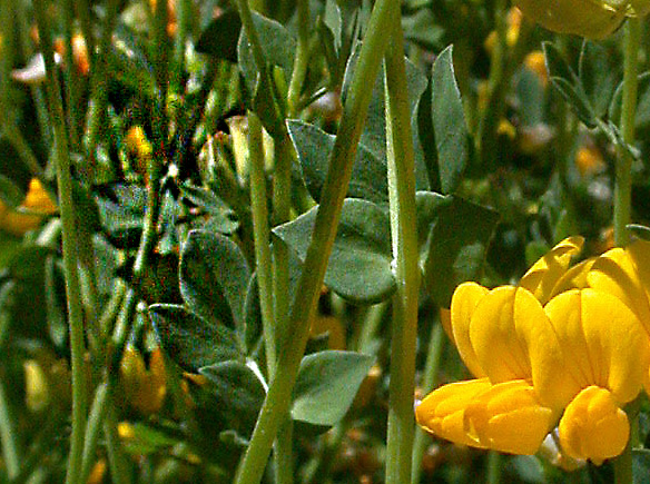 Ľuľok rohatý (Lotus corniculatus)