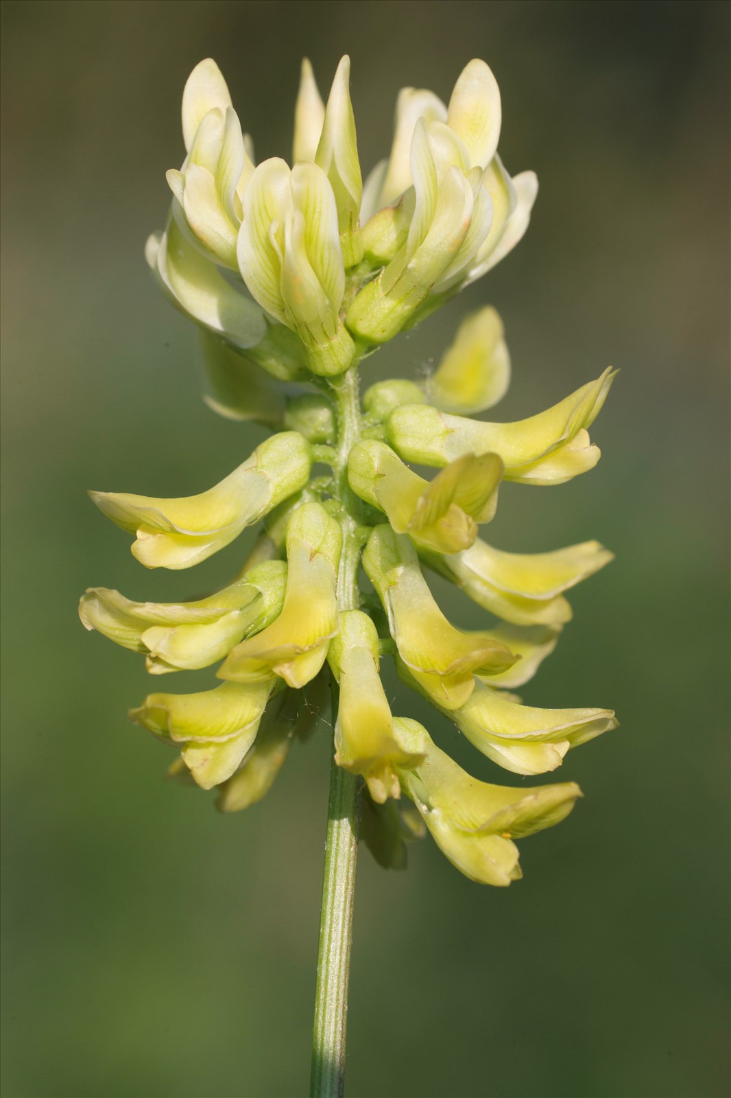 Kozinec sladký (Astragalus glycyphyllos)