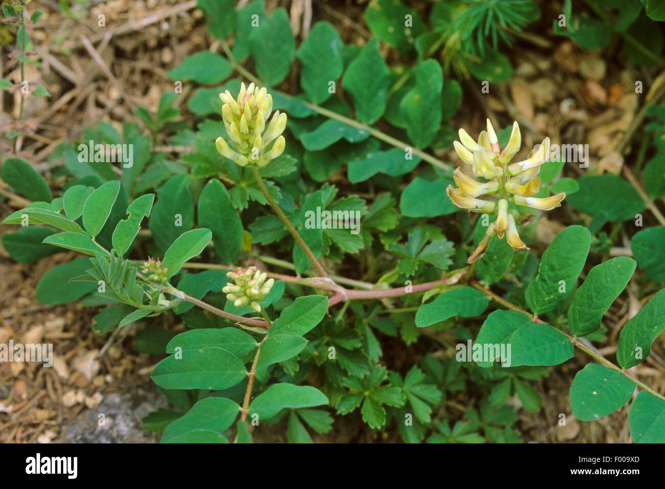 Kozinec sladký (Astragalus glycyphyllos)