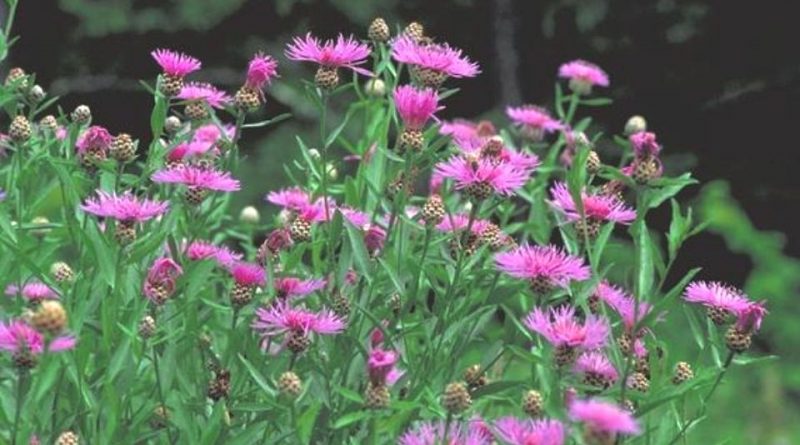 Hlaváč lúčny (Centaurea jacea)