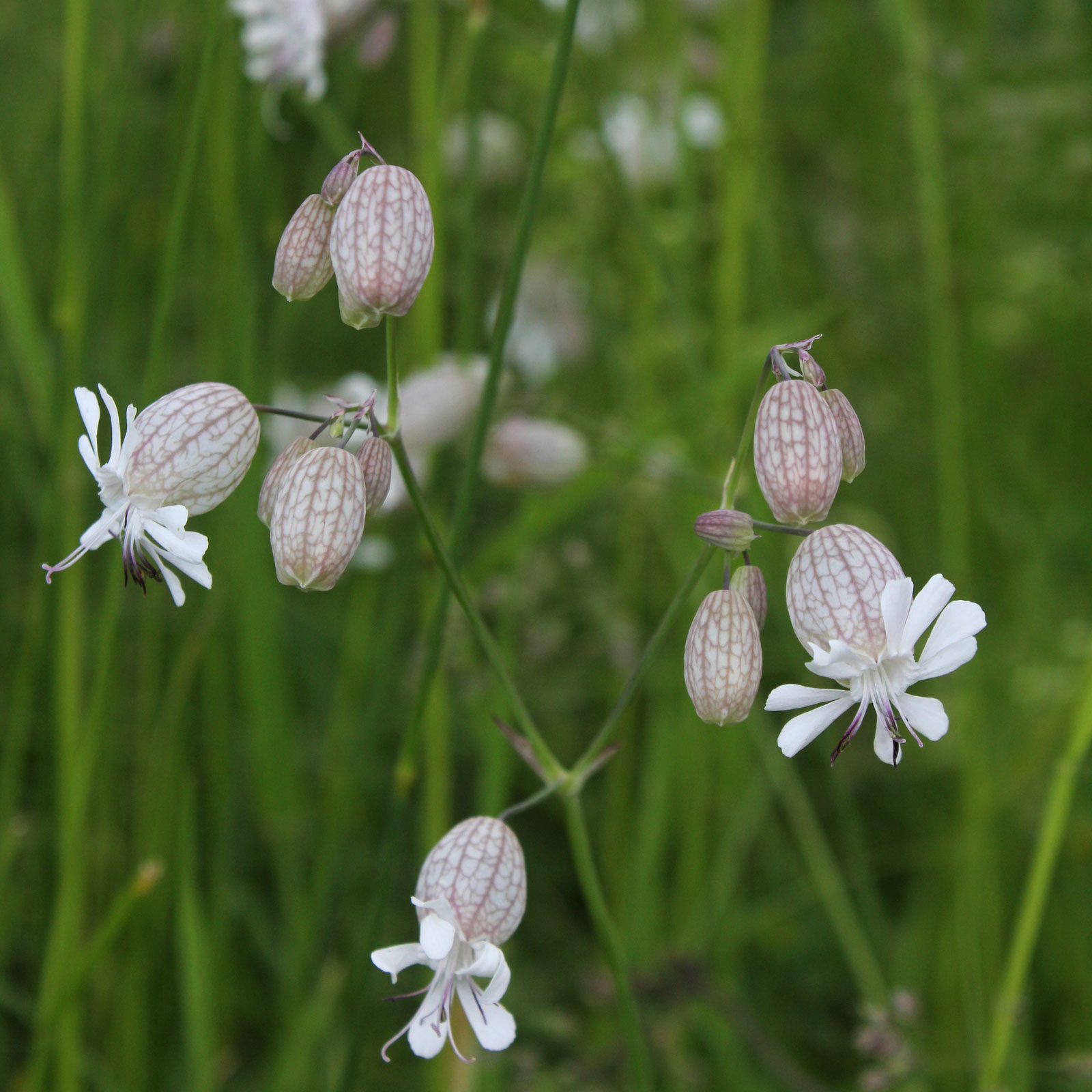 Obyčajné žabky (Silene vulgaris)