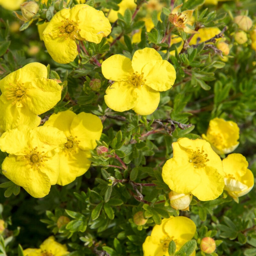 Mochna krovitá (Potentilla fruticosa)