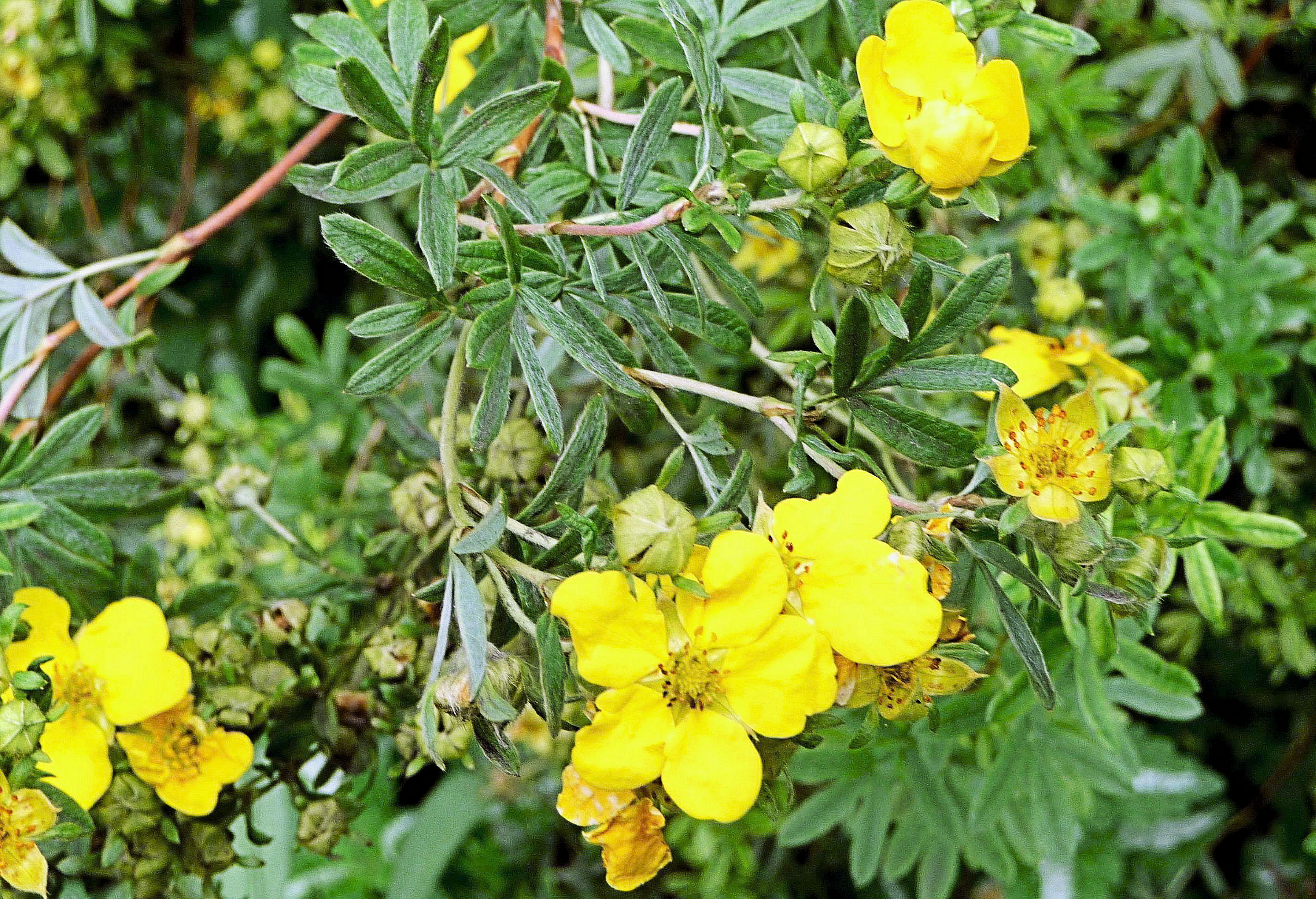 Mochna krovitá (Potentilla fruticosa)