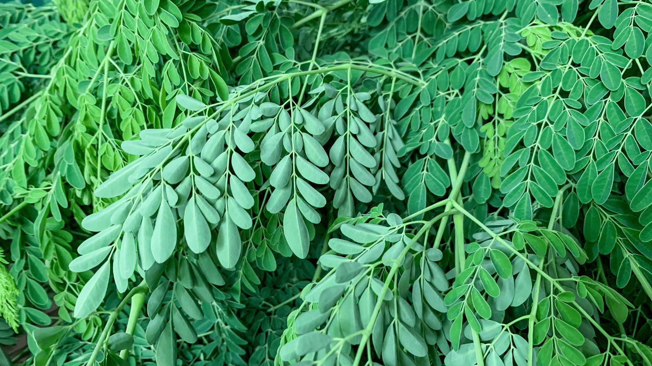 Moringa (Moringa oleifera)