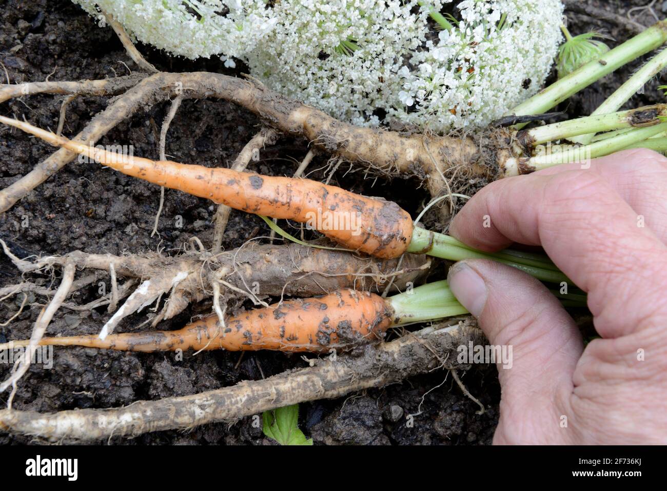 Mrkva obyčajná (Daucus carota)